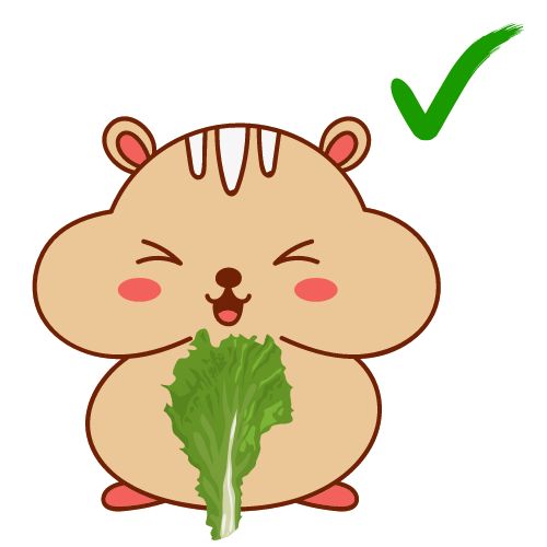 Can a Hamster Eat Lettuce