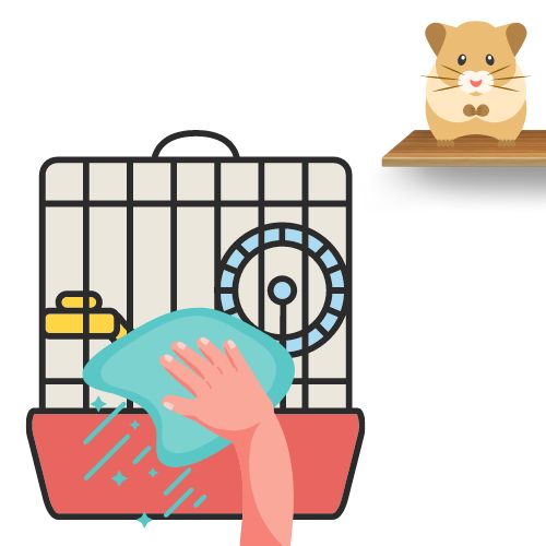 Where to Put Your Hamster When Cleaning Their Cage