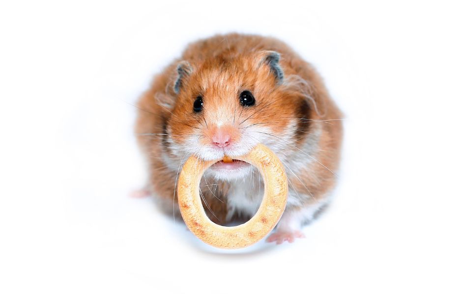 Hamster nutritional value