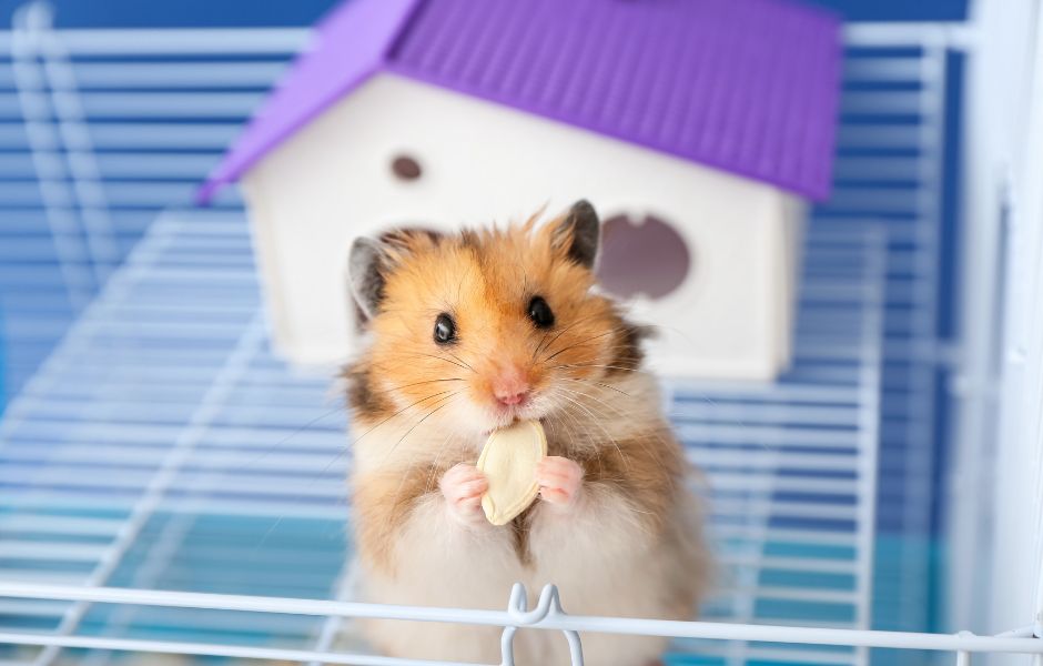 Hamster house basics